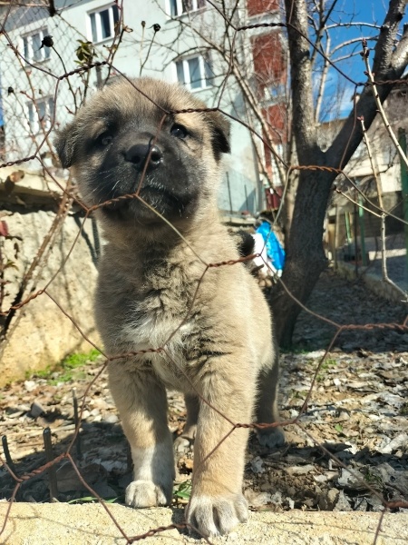 Kangal, Köpek  Akman fotoğrafı