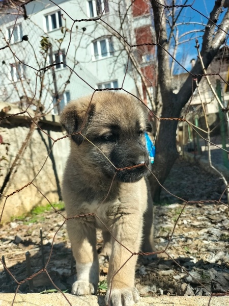 Kangal, Köpek  Akman fotoğrafı
