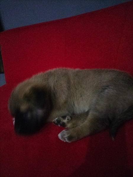 Kangal, Köpek  Akman fotoğrafı