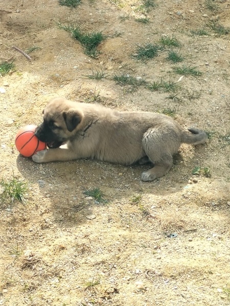 Kangal, Köpek  Akman fotoğrafı