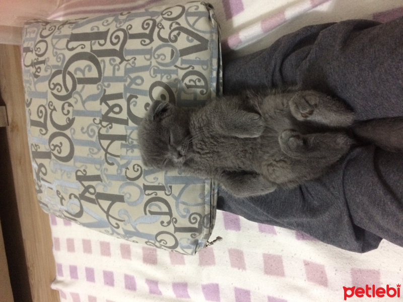 Scottish Fold, Kedi  Duman fotoğrafı