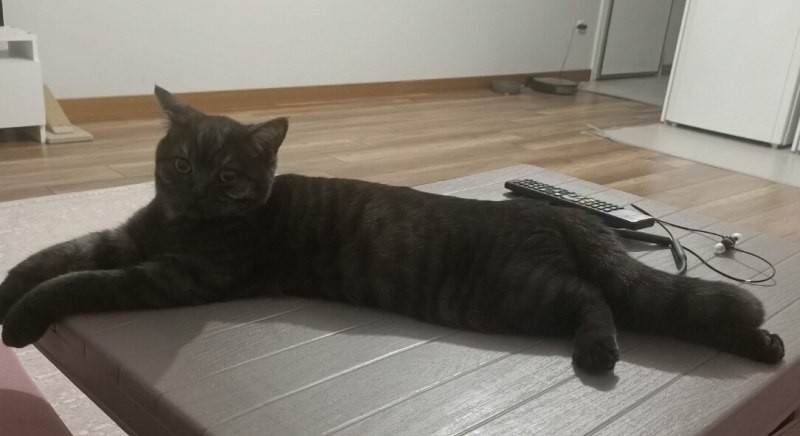 British Shorthair, Kedi  KIZIM fotoğrafı