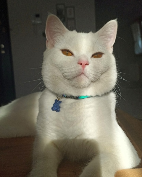 British Shorthair, Kedi  Luka fotoğrafı