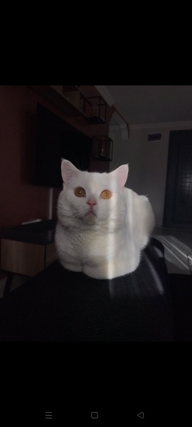 British Shorthair, Kedi  Luka fotoğrafı
