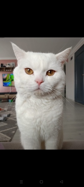 British Shorthair, Kedi  Luka fotoğrafı