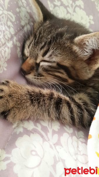 Tekir Kedi, Kedi  Paşa Vincent fotoğrafı