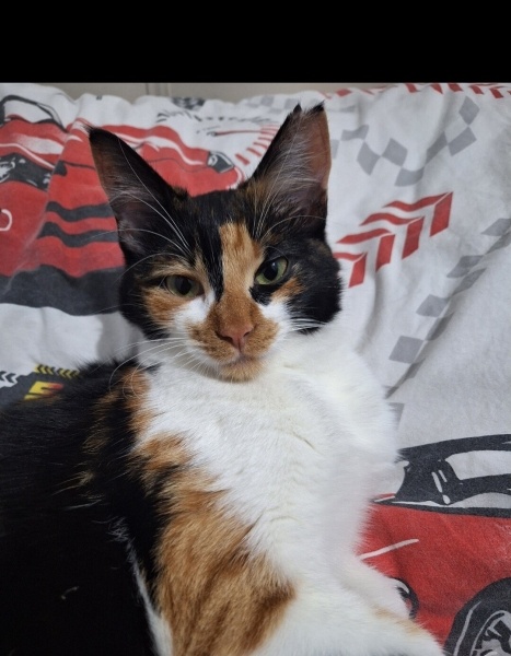 Tekir Kedi, Kedi  Veronica fotoğrafı