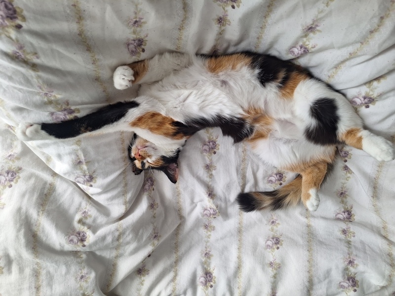 Tekir Kedi, Kedi  Veronica fotoğrafı