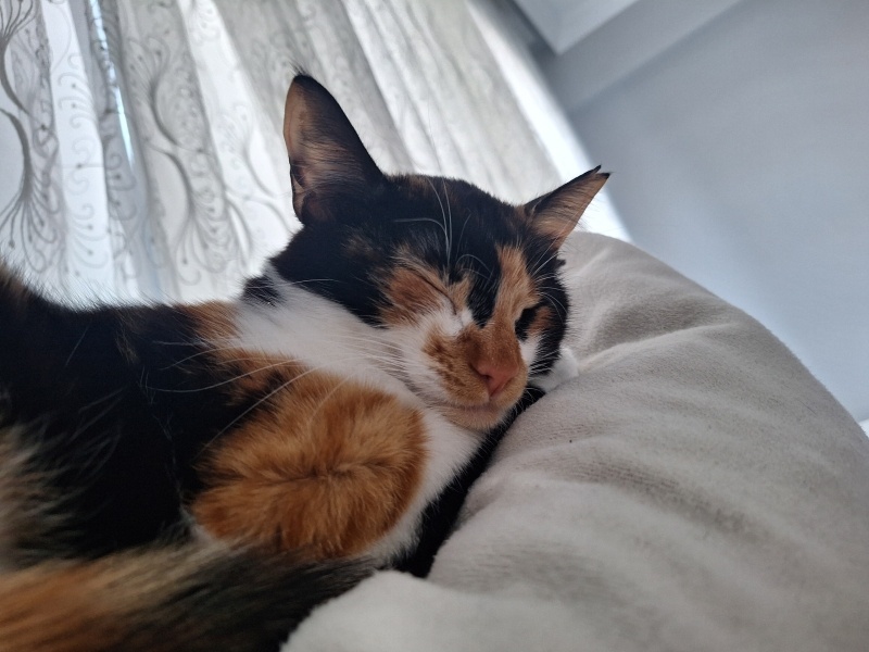 Tekir Kedi, Kedi  Veronica fotoğrafı