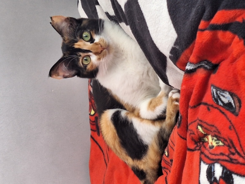 Tekir Kedi, Kedi  Veronica fotoğrafı