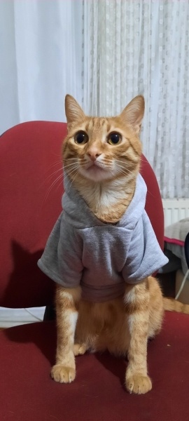 Sarman, Kedi  Tarçın fotoğrafı