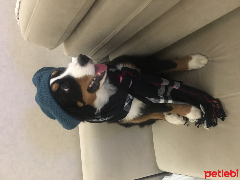 Bernese Dağ Köpeği, Köpek  Lucy fotoğrafı