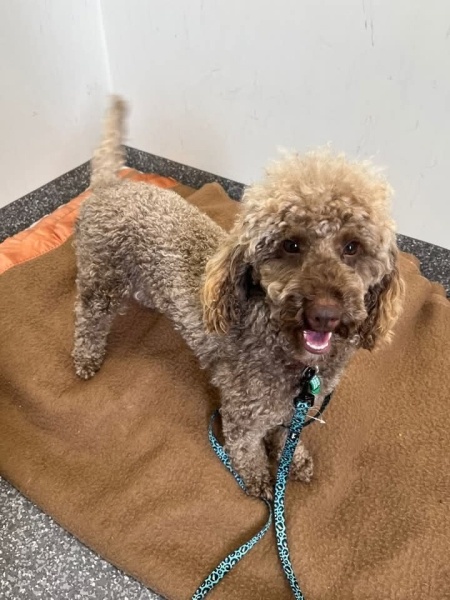 Poodle (Minyatür Kaniş), Köpek  Leblebi fotoğrafı