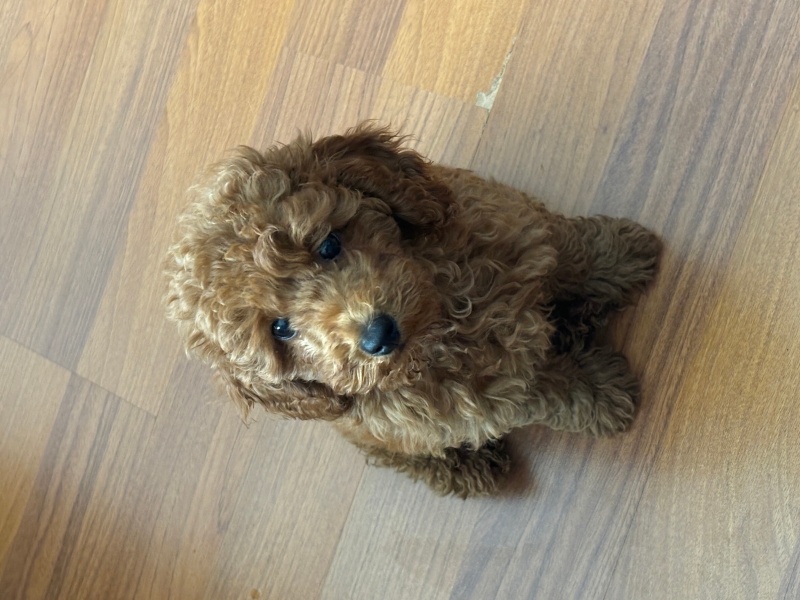 Poodle (Minyatür Kaniş), Köpek  Tarçın fotoğrafı