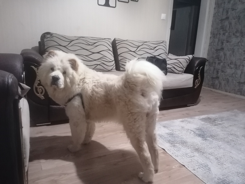 Chow Chow (çin Aslanı), Köpek  Pera fotoğrafı