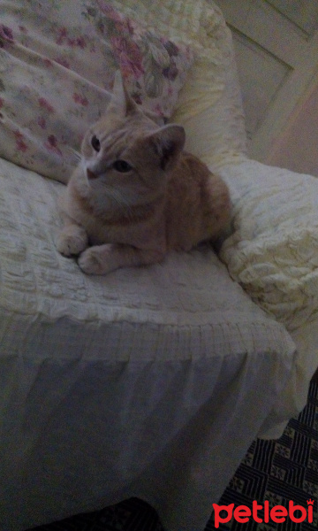 Tekir Kedi, Kedi  Arya fotoğrafı
