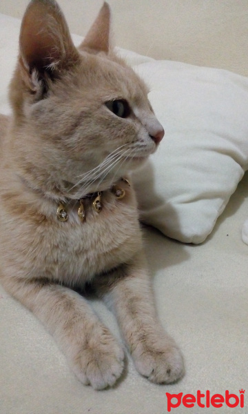 Tekir Kedi, Kedi  Arya fotoğrafı