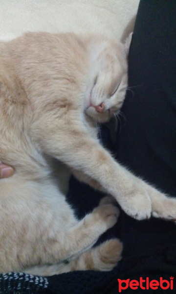 Tekir Kedi, Kedi  Arya fotoğrafı