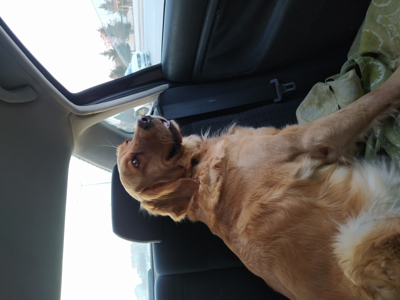 Golden Retriever, Köpek  Bal fotoğrafı