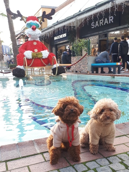 Poodle (Minyatür Kaniş), Köpek  Venüs &Alice fotoğrafı