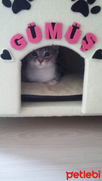 Tekir Kedi, Kedi  GÜMÜŞ fotoğrafı