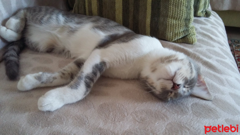 Tekir Kedi, Kedi  GÜMÜŞ fotoğrafı
