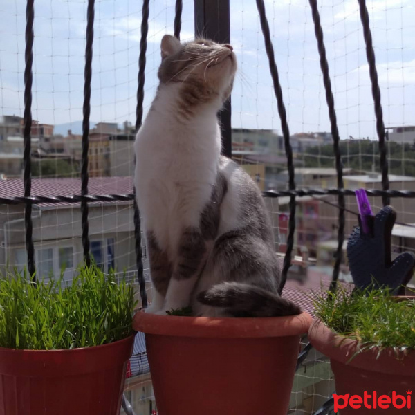 Tekir Kedi, Kedi  GÜMÜŞ fotoğrafı