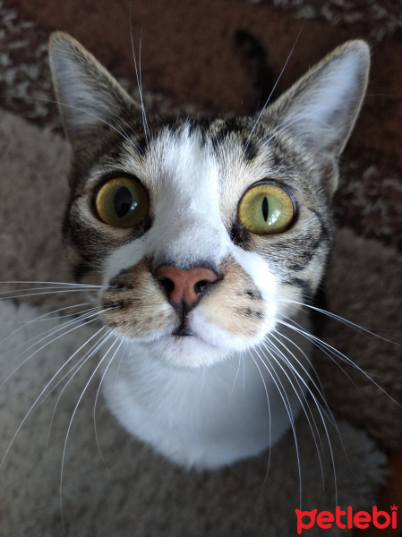 Tekir Kedi, Kedi  GÜMÜŞ fotoğrafı