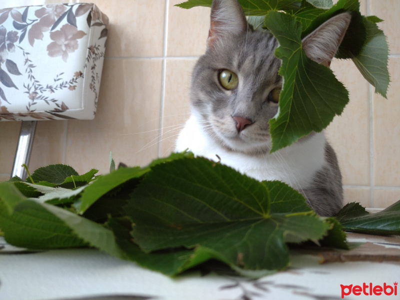 Tekir Kedi, Kedi  GÜMÜŞ fotoğrafı