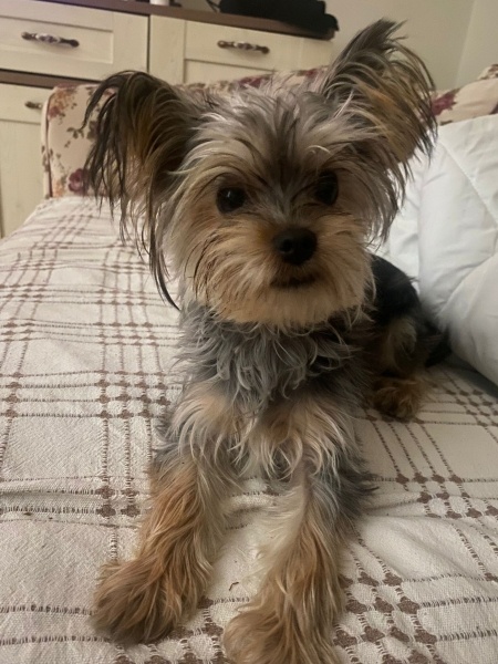 Yorkshire Terrier, Köpek  Odi fotoğrafı