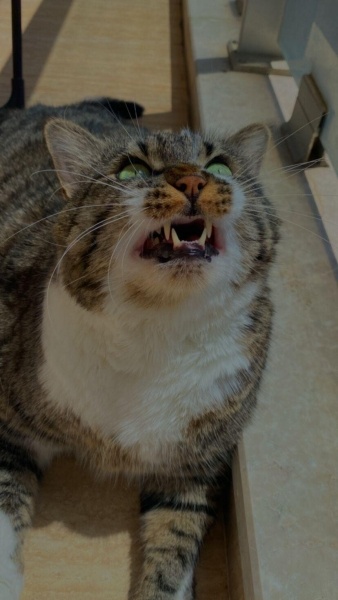 Tekir Kedi, Kedi  PAŞA fotoğrafı