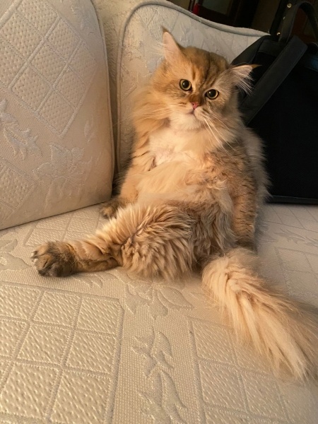 British Longhair, Kedi  Ares fotoğrafı