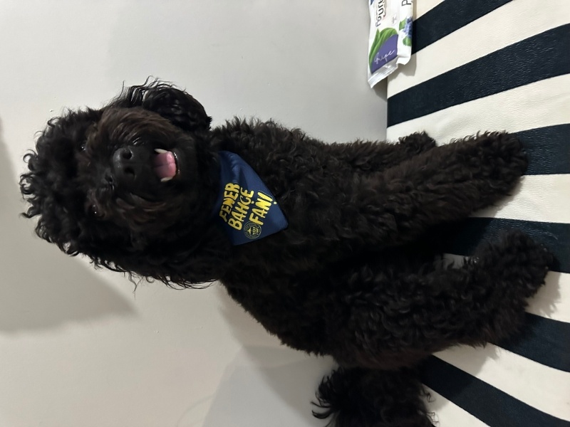 Poodle (Minyatür Kaniş), Köpek  Mickey fotoğrafı