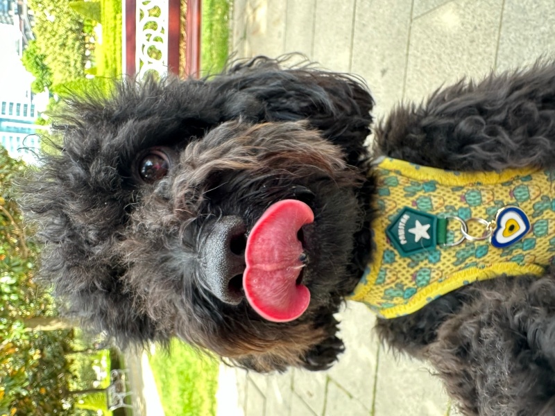 Poodle (Minyatür Kaniş), Köpek  Mickey fotoğrafı