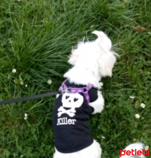 Maltese, Köpek  Whiskey fotoğrafı