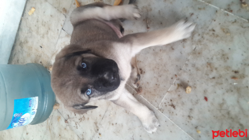 Akbaş, Köpek  Adı yok  fotoğrafı