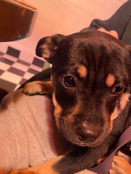 Rottweiler, Köpek  Mocha fotoğrafı