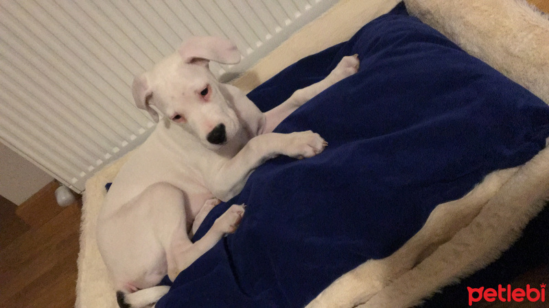 Dogo Arjantin, Köpek  Mira fotoğrafı