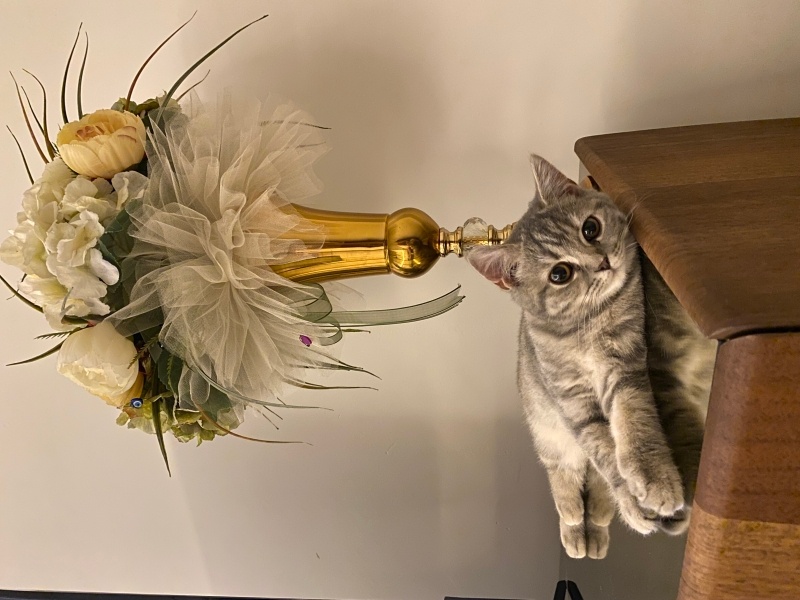 British Shorthair, Kedi  Badem fotoğrafı