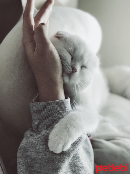 Scottish Fold, Kedi  Süt fotoğrafı