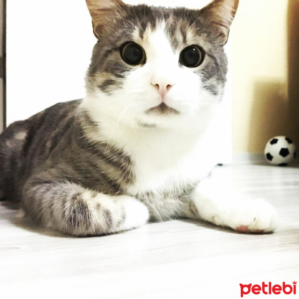 Tekir Kedi, Kedi  Pakize fotoğrafı