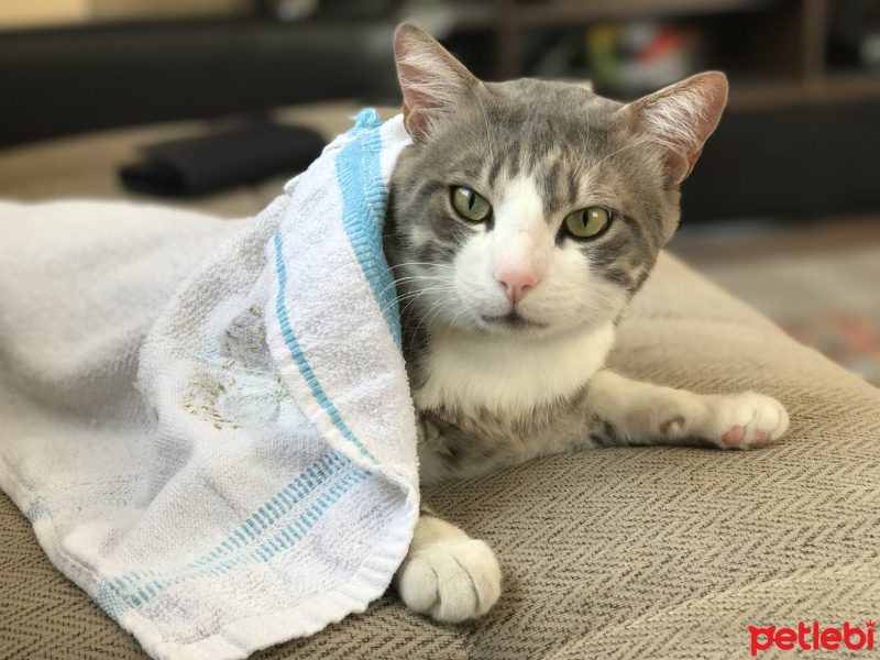 Tekir Kedi, Kedi  Pakize fotoğrafı