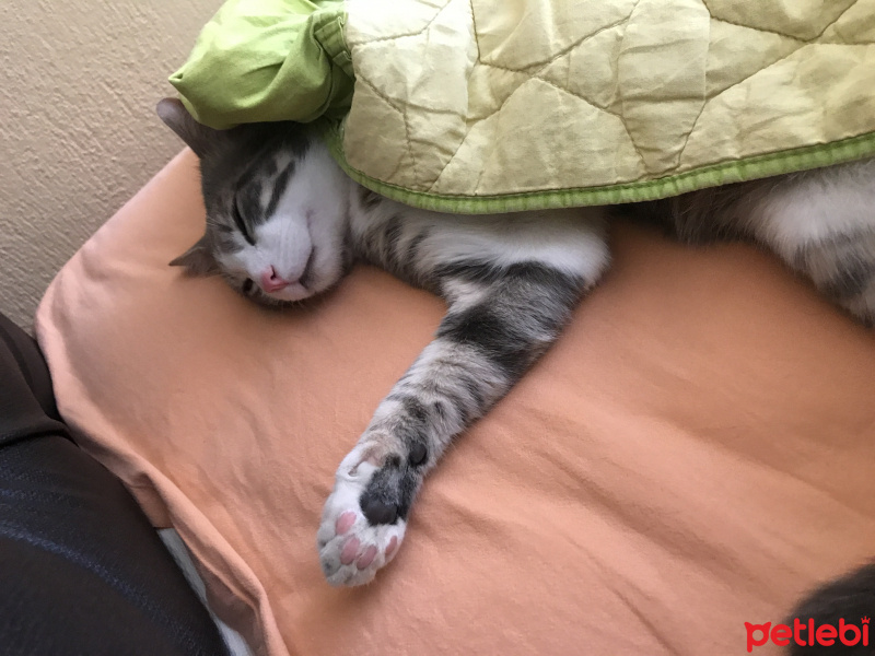 Tekir Kedi, Kedi  Pakize fotoğrafı
