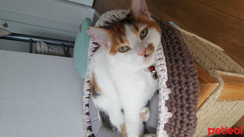 Tekir Kedi, Kedi  Supriz fotoğrafı