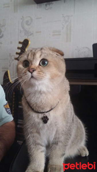 Scottish Fold, Kedi  Leo fotoğrafı
