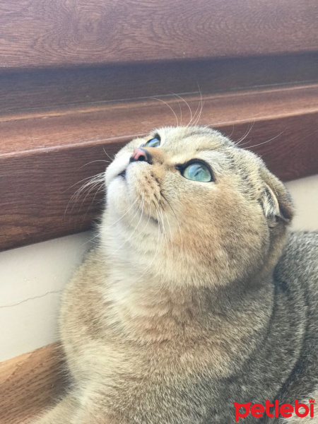 Scottish Fold, Kedi  Leo fotoğrafı