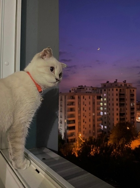 Scottish Fold, Kedi  Hera fotoğrafı