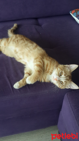 Tekir Kedi, Kedi  Leo fotoğrafı