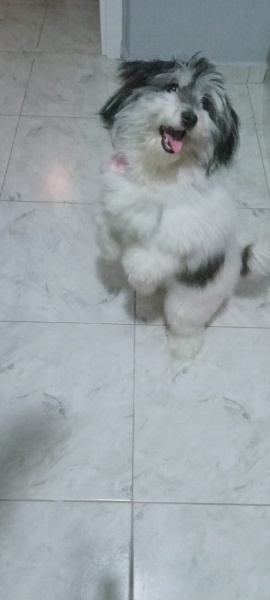 Maltese, Köpek  Maya fotoğrafı