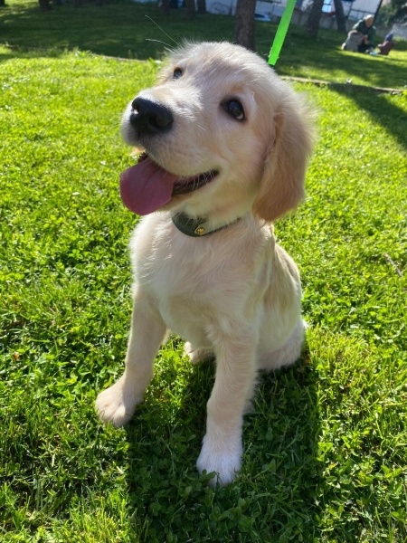 Golden Retriever, Köpek  Leo fotoğrafı